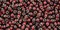 Toho 11/0 Round Japanese Seed Bead, TR11-25D, Silver Lined Garnet